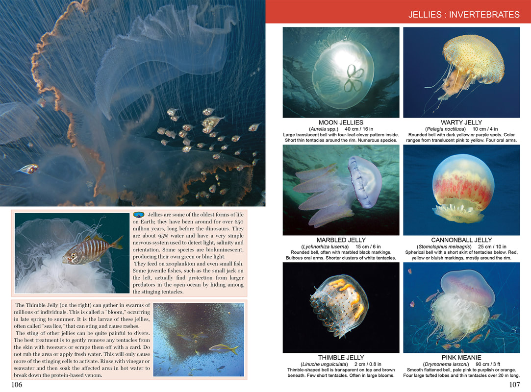 Caribbean Reef Life: invertebrates identification guide book sample -  Caribbean Reef Life: